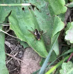 Moon-shaped Swamp Fly thumbnail 1