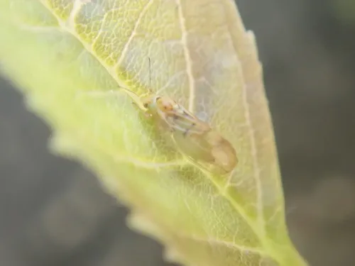 Psyllopsis discrepans