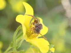 Cuneate Nomad Bee thumbnail 2