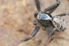 Xysticus locuples thumbnail 2