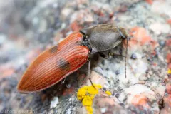 Anostirus bipunctatus thumbnail 2