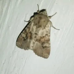 Bordered Apamea Moth thumbnail 2