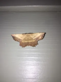 Obtuse Euchlaena Moth thumbnail 1