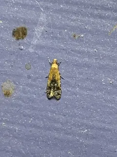 Homosetia costisignella thumbnail 2