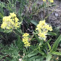 alpine golden buckwheat thumbnail 1
