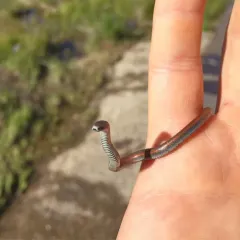 Common Sharp-tailed Snake thumbnail 3