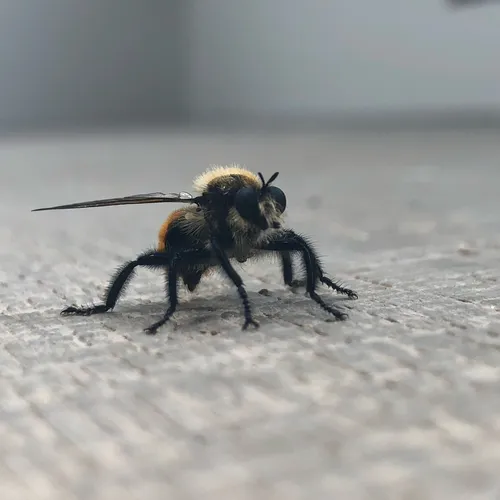 Orange-tailed Laphria