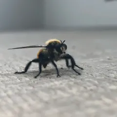 Orange-tailed Laphria thumbnail 1