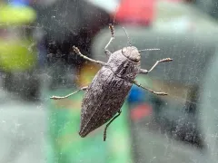 Dark Jewel Beetle thumbnail 4