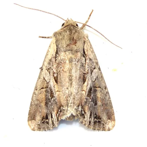 Atlantic Arches Moth
