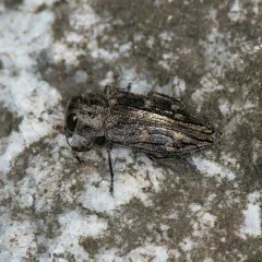 Chrysobothris viridiceps thumbnail 4