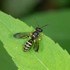 Cerceris nigrescens thumbnail 2