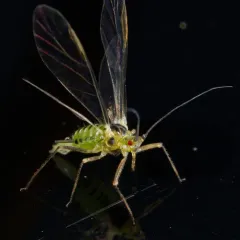 Sycamore Aphid thumbnail 2
