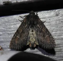 Dusky Apamea Moth thumbnail 4