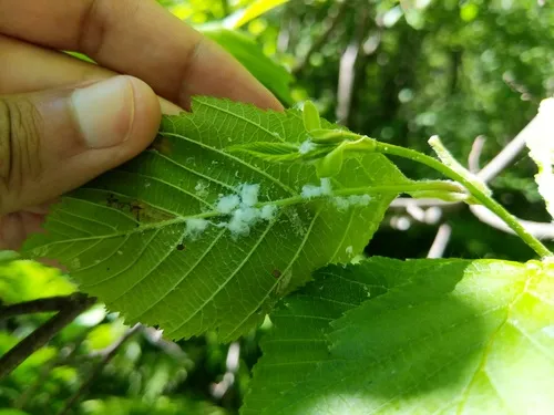 Psylla floccosa