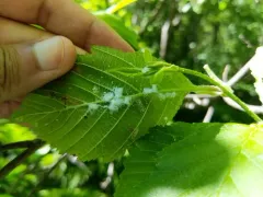 Psylla floccosa thumbnail 1