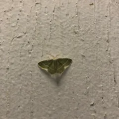 Blackberry Looper Moth thumbnail 4