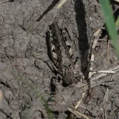 Brown-spotted Range Grasshopper thumbnail 3