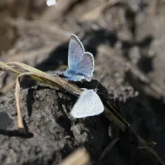 Greenish Blue thumbnail 2