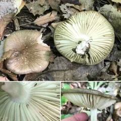 Eastern American Platterful Mushroom thumbnail 1