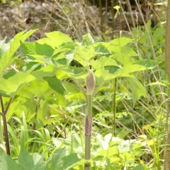 purple-stemmed angelica thumbnail 2