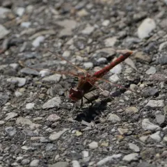 Variegated Meadowhawk thumbnail 2