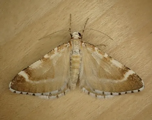 Stamnodes marmorata
