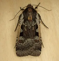 Parabagrotis exsertistigma thumbnail 2