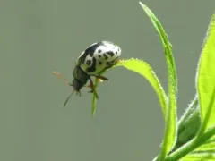 Ontario Calligrapha thumbnail 1