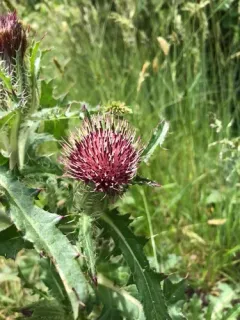 bristle thistle thumbnail 3