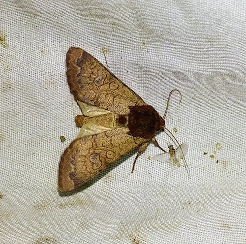 Rosewing Moth
