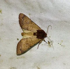 Rosewing Moth thumbnail 1