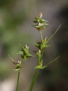 Texas sedge thumbnail 3