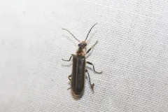 Podabrus punctulatus thumbnail 2