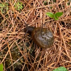 Banded Tigersnail thumbnail 3