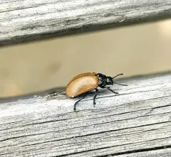 Aspen Leaf Beetle thumbnail 2