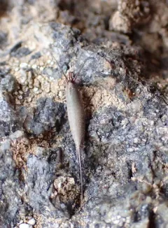 Rocky Mountain Golden Bristletail thumbnail 2