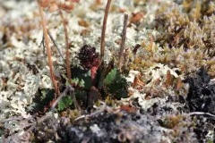 Red-hair Saxifrage thumbnail 4