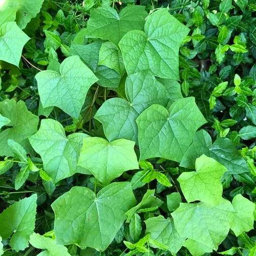 moonseed