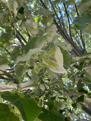 Silver Lime