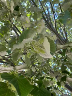 Silver Lime thumbnail 1