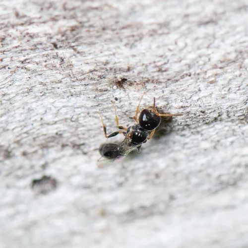 Stigmus fraternus