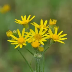 golden ragwort thumbnail 4