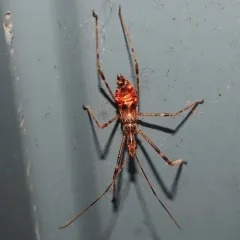 Four-spurred Assassin Bug thumbnail 3