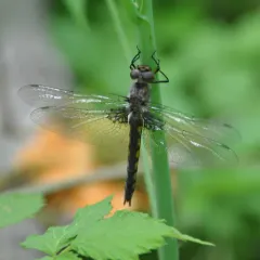Common Baskettail thumbnail 1