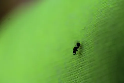 Orasema coloradensis