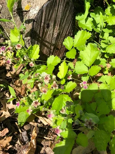 small-leaf bramble