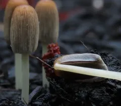 goldenhaired inkcap thumbnail 2