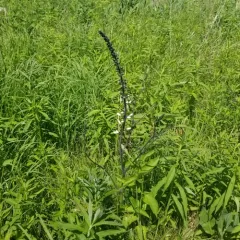 prairie false indigo thumbnail 3
