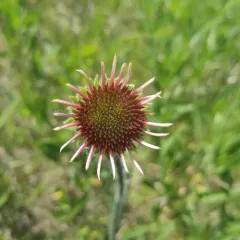 pale purple coneflower thumbnail 2